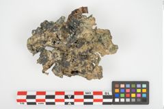 Foto von Bronzephalere (NHMW-PRAE-026057)